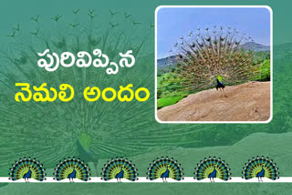 peacock-dance-at-ramunigundala-in-peddapalli-district