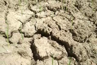 farmers-upset-due-to-less-rain-in-kanker