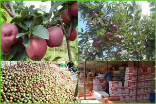 apmc-tie-up-with-private-companies-for-apple-season