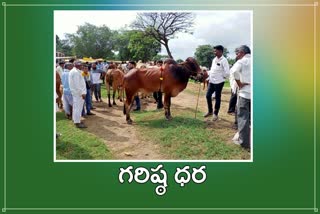highest cost for a calf, satapur market in nizamabad
