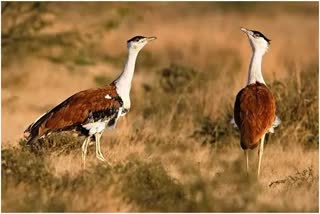 climate change, Great Indian Bustard