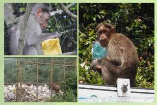 kodaikanal-forest-animals-eat-plastic-waste-people-complaint