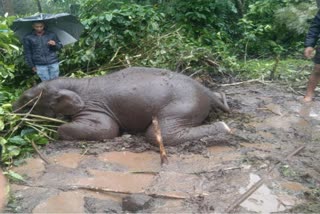 elephant-died-by-short-circuit-in-somavarapete