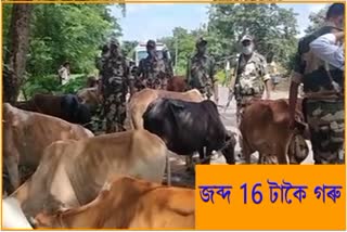 16 CATTLE SEIZED BY BSF AT KARIMGANJ