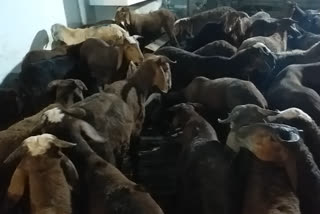 گلبرگہ: عیدالاضحیٰ کے موقعہ پر قربانی کے جانوروں کی خریداری میں کمی
