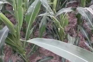 armyworm-attack-on-maize-crop