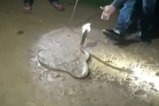 bitten by a snake in Melghat amravati