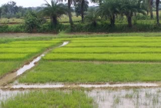 paddy-planting-affected-due-to-less-rain-in-dumka
