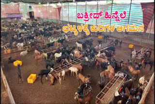 Thousands of sheep came for Bhatkal due to Bakrid Festival