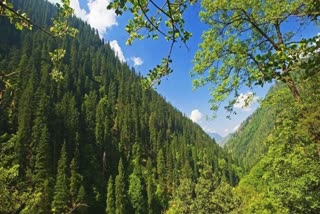 One crore plants to be planted in Himachal Pradesh