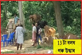 Aprehanded three persons with 13 Bull At Bokajan