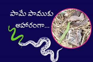 snake-swallowed-another-snake-at-jabithapur-village-in-jagitial-district