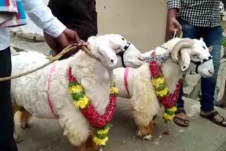 bannur sheep