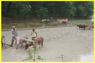 Dibrugarh Farmers reacts on new act of cow