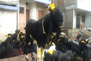 indore bakra mandi