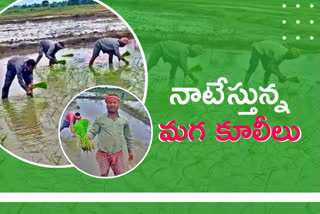 paddy-plantation-by-uttar-pradesh-based-male-laborers