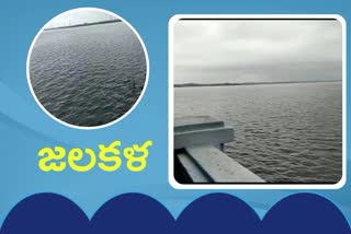 water flow to himayat sagar, himayat sagar water levels