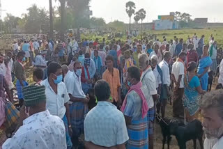 goat-sales-fall-sharply-at-nallampalli-goat-market