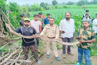 Rescue of 8 feet long python