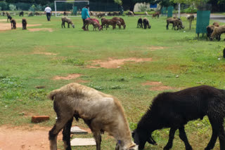 madharsha-school-became-sheep-grazing-place