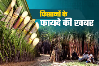 HAU develop sugarcane variety COH 160