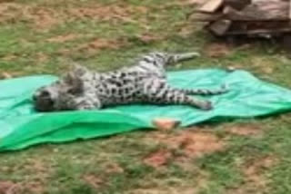 cheetah suspicious death at ananthapur