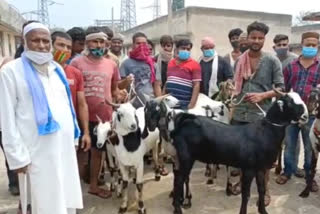 goat being sold more expensive in delhi on eid ul adha