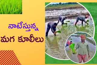 male labours in paddy field