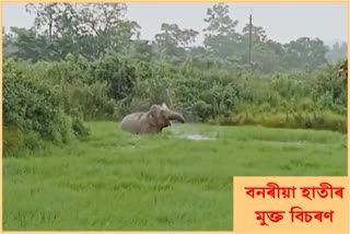 wild-elephant-free-roaming-in-the-public-areas-of-bharaguri-due-to-lack-of-food