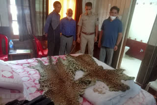 Two leopard skins and 14 nails recovered in Sarkaghat