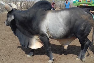 Farmer hit by bull