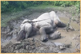 Elephants are falling into trenches