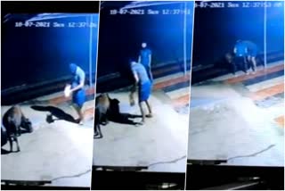 cattle-thefts-at-udupi-by-two-people-at-night-caught-in-cctv