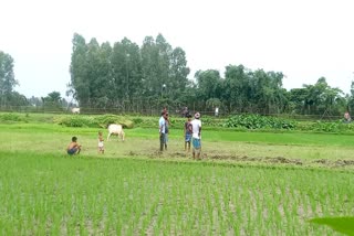 দীর্ঘ সমস্যায় উত্তর দিনাজপুরের সীমান্তবর্তী কৃষকরা