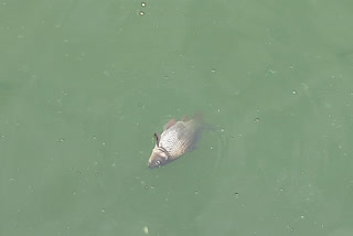 चित्तौड़गढ़ के गौमुख कुंड में मर रही मछलियां, Fish dying in Gaumukh Kund of Chittorgarh