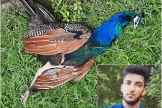 peacock menace in udupi  peacock menace  peackock causes accident  abdullah  മയിലിന്‍റെ ദേഹത്ത് തട്ടി ബൈക്ക് മറിഞ്ഞു  ബൈക്ക് അപകടം  ഉഡുപ്പി വാർത്തകള്‍