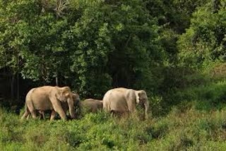 An old man dies in Wild elephant attack in Digbai