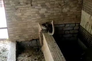 Python entered Kota Mukti Dham, अजगर ने खरगोश का किया शिकार