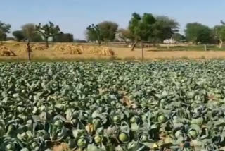 राजस्थान में एग्रो प्रोजेक्ट स्थापित, Agro project established in Rajasthan