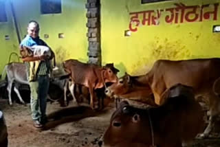 service of cows