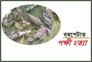 forest-minister-seeks-proper-probe-into-barpeta-bird-death-case etv bharat assam