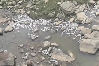 dead fish lying in the river