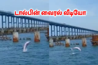 பாம்பன் பாலம், டால்பின் வைரல் வீடியோ, டால்பின்கள், பாம்பனில் டால்பின்கள்