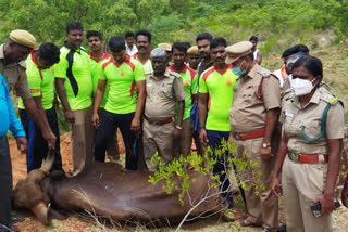 காட்டெருமை