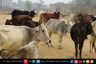 cow shelters in uttar pradesh