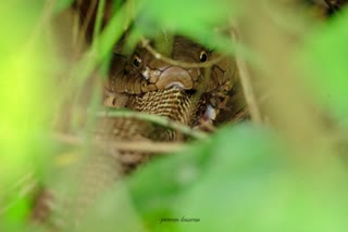 Photo of Cobra eating Another