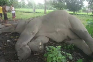wild elephant death in locality in Jalpaiguri