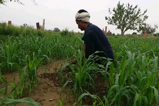 धौलपुर में बारिश, rain in dhaulpur