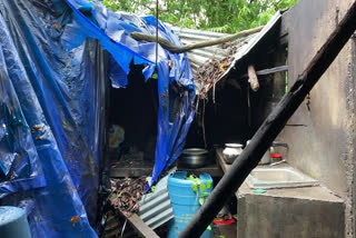 heavy rainfall in idukki; plantation worker's house severely damaged  heavy rainfall in idukki  plantation worker's house damaged  idukki  ഇടുക്കിയിൽ കനത്ത മഴ; തോട്ടം തൊഴിലാളിയുടെ വീട് തകർന്നു  ഇടുക്കിയിൽ കനത്ത മഴ  തോട്ടം തൊഴിലാളിയുടെ വീട് തകർന്നു  ഇടുക്കി