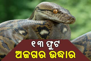 ଗାଁ ଭିତରୁ ଉଦ୍ଧାର ହେଲା 13 ଫୁଟ ଲମ୍ବର ଅଜଗର